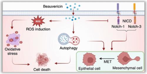 Beauvericin Reverses Epithelial-to-Mesenchymal Transition in Triple-Negative Breast Cancer Cells through Regulation of Notch Signaling and Autophagy