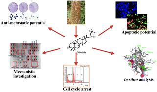 A comprehensive apoptotic assessment of niloticin in cervical cancer cells: a tirucallane-type triterpenoid from <i>Aphanamixis polystachya</i> (Wall.) Parker.