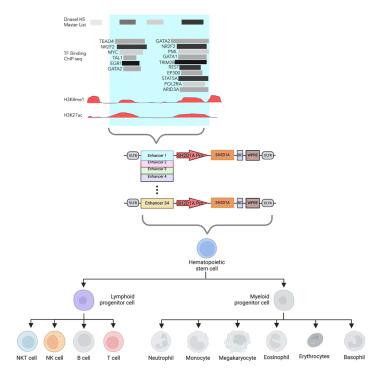 Lentiviral vectors for precise expression to treat X-linked lymphoproliferative disease