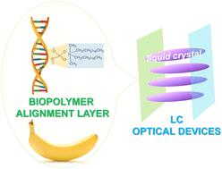 Banana DNA derivatives as homeotropic alignment layers in optical devices