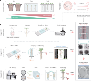 Precise tracking of nanoparticles in plant roots.