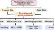 Enhancement of the hygrothermal ageing properties of gelatine films by ethylene glycol diglycidyl ether