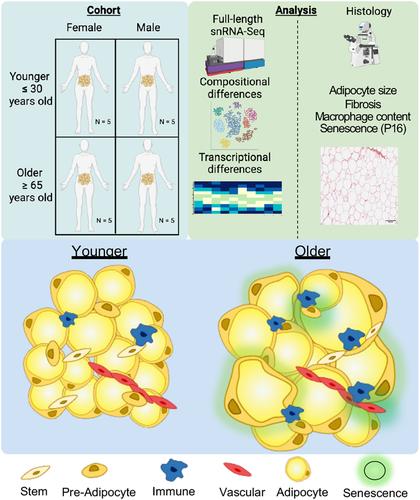 Aging human abdominal subcutaneous white adipose tissue at single cell resolution.