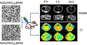 Sodium lanthanide tungstate-based nanoparticles as bimodal contrast agents for in vivo high-field MRI and CT imaging