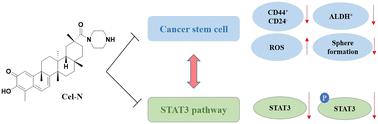 Synthesis of a celastrol derivative as a cancer stem cell inhibitor through regulation of the STAT3 pathway for treatment of ovarian cancer.