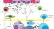 Eliducating the Distinctions between Open-State Monomers and Dimers of Human Tissue Transglutaminase