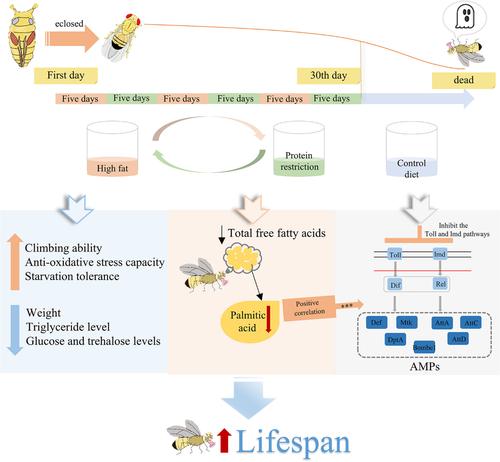 Periodic protein-restricted diets extend the lifespan of high-fat diet-induced Drosophila melanogaster males.