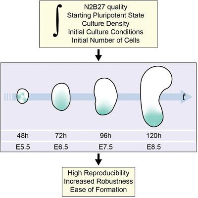 Three-dimensional stem cell models of mammalian gastrulation.