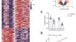 AC092100.1 promotes angiogenesis in pre-eclampsia through YTHDC2/VEGFA signaling