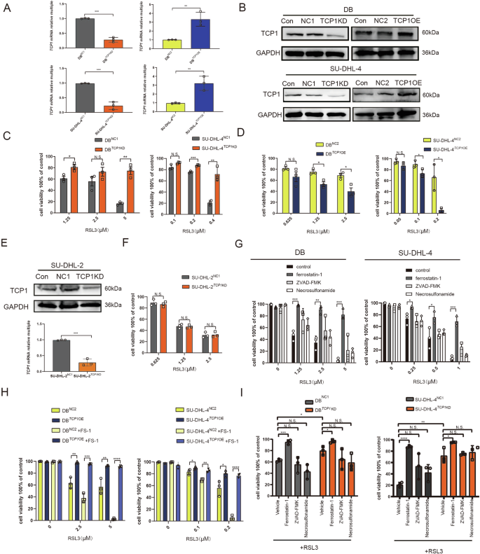 TCP1 expression alters the ferroptosis sensitivity of diffuse large B-cell lymphoma subtypes by stabilising ACSL4 and influences patient prognosis.