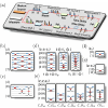 Implementation of Shor’s algorithm with a single photon in 32 dimensions