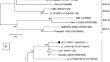 Respiratory illness in young and adult cattle caused by bovine viral diarrhea virus subgenotype 2b in singular and mixed bacterial infection in a BVDV-vaccinated dairy herd.