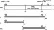 NMR 1H, 13C, 15N backbone resonance assignments of 14-3-3ζ binding region of human FOXO3a (residues 1-284)