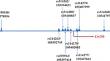 Genetic determinants of age at menarche: does the LIN28B gene play a role? A narrative review.