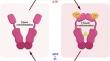 Targeting HSP90 in Gynecologic Cancer: Molecular Mechanisms and Therapeutic Approaches.