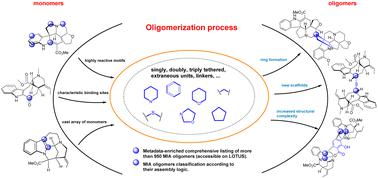 Structural diversity and chemical logic underlying the assembly of monoterpene indole alkaloids oligomers