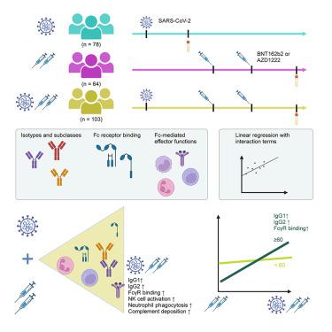 SARS-CoV-2 infection prior to vaccination amplifies Fc-mediated humoral profiles in an age-dependent manner.