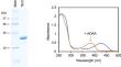 Multifunctionality of a low-specificity L-threonine aldolase from the hyperthermophile Thermotoga maritima.