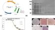 Developing a novel neutralizing monoclonal antibody against TrkB.