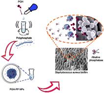 Enzyme-responsive nanoparticles: enhancing the ability of endolysins to eradicate Staphylococcus aureus biofilm†