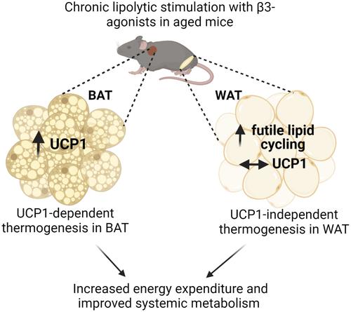 Chronic β3-AR stimulation activates distinct thermogenic mechanisms in brown and white adipose tissue and improves systemic metabolism in aged mice.