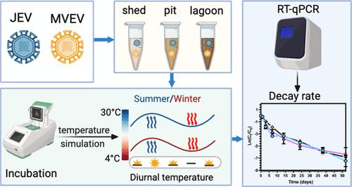 The Effect of Diurnal Temperature Fluctuations on the Decay of Japanese Encephalitis and Murray Valley Encephalitis Virus RNA Seeded in Piggery Wastewater