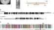 Molecular characterization of a novel gammapartitivirus infecting the fungus Nigrospora oryzae