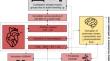 Orthostatic testing for heart rate and heart rate variability monitoring in exercise science and practice