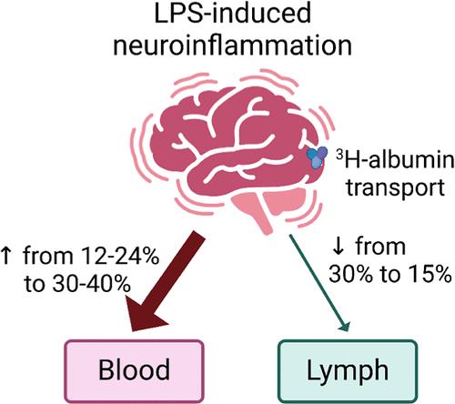 Acute Neuroinflammation Alters the Transport of a Model Therapeutic Protein from the Brain into Lymph and Blood.