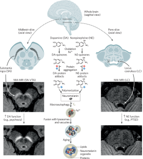 Neuromelanin-sensitive MRI for mechanistic research and biomarker development in psychiatry.