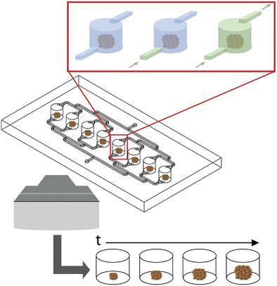 Non‐Invasive Quality Control of Organoid Cultures Using Mesofluidic CSTR Bioreactors and High‐Content Imaging