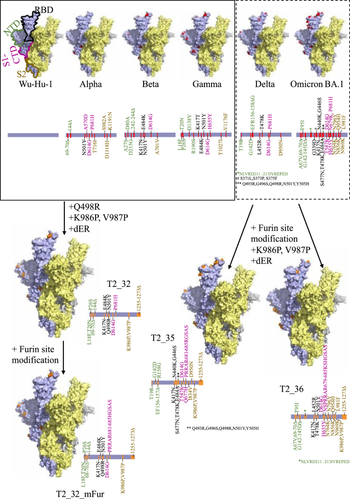 Computationally designed Spike antigens induce neutralising responses against the breadth of SARS-COV-2 variants