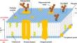 Unraveling the complexity of glycosphingolipidome: the key role of mass spectrometry in the structural analysis of glycosphingolipids.