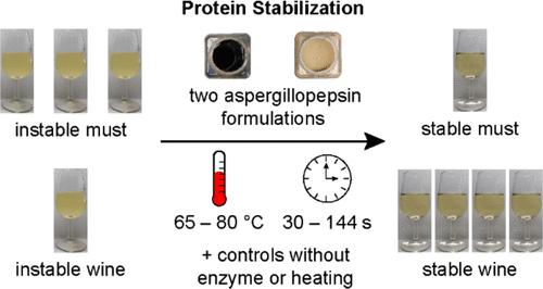 Investigations into the Protein Stabilization of Musts and Wines by Aspergillopepsin under Different Enzymatic and Thermal Treatments