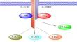 The role of IL-22 in cancer.