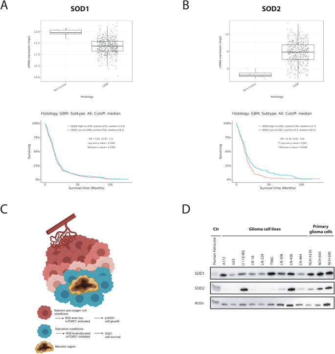 Superoxide dismutase 1 mediates adaptation to the tumor microenvironment of glioma cells via mammalian target of rapamycin complex 1.