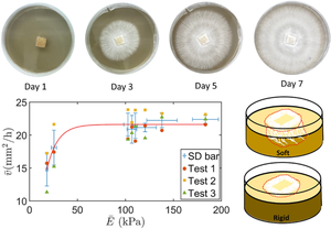 Stiff substrate increases mycelium growth rate on surface