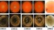 Exploration of Thermophilic Lignocellulolytic Enzymes Producing Bacterial Strains from Hot Springs of Western Himalayan Range