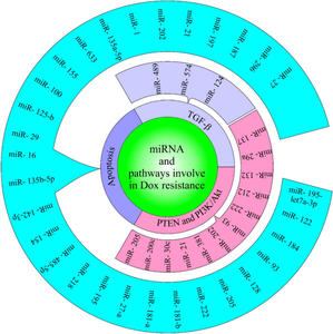 Modulatory effects of miRNAs in doxorubicin resistance: A mechanistic view