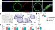 Single-Cell Transcriptomic Profiling of Cholangiocyte Organoids Derived from Bile Ducts of Primary Sclerosing Cholangitis Patients.