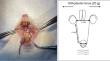 Effects of coenzyme Q<sub>10</sub> on orthodontic tooth movement and alveolar bone remodeling in rats.