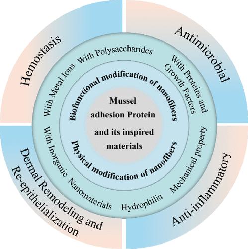 Advances in Mussel Adhesion Proteins and Mussel-Inspired Material Electrospun Nanofibers for Their Application in Wound Repair