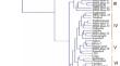 Genetic variation, population structure, and cluster analysis of rice (Oryza sativa L.) genotypes using morphological characteristics and molecular markers