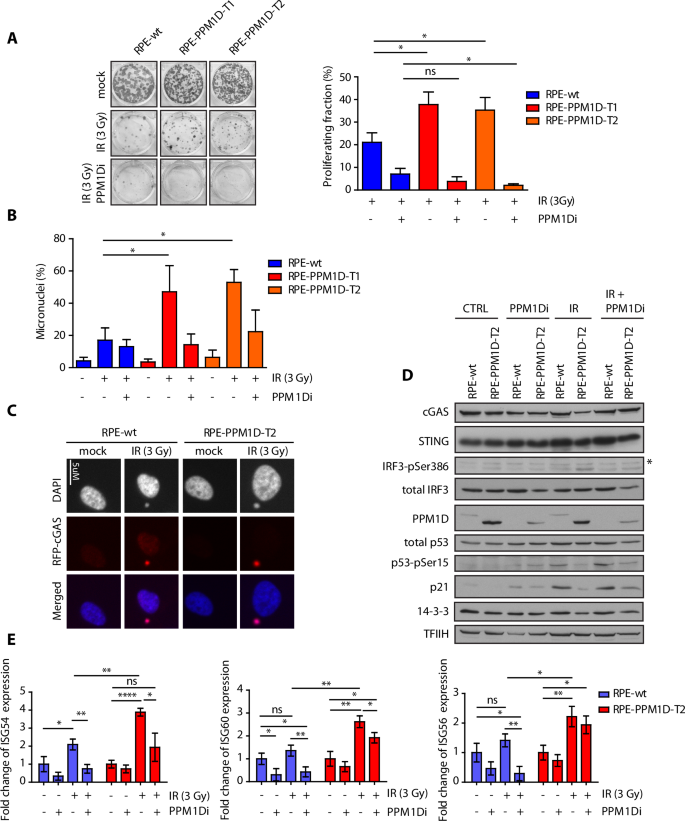 PPM1D activity promotes cellular transformation by preventing senescence and cell death.