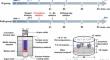 Effect of Ferrosilicon Deoxidation on the Evolution and Removal of Oxide Inclusions in 55SiCr Spring Steel