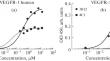 Assessment of Inhibition of the Growth of Breast and Colon Tumors when Blocking VEGFR-1 with Monoclonal Antibodies