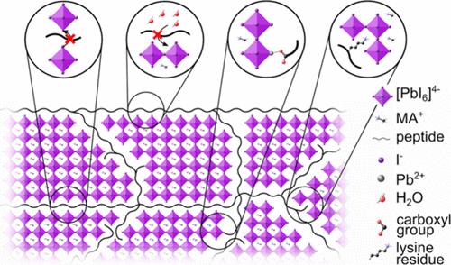 Toward Water-Resistant, Tunable Perovskite Absorbers Using Peptide Hydrogel Additives