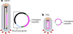 Construction and utilization of a new generation of bacteriophage-based particles, or TPA, for guided systemic delivery of nucleic acids to tumors.