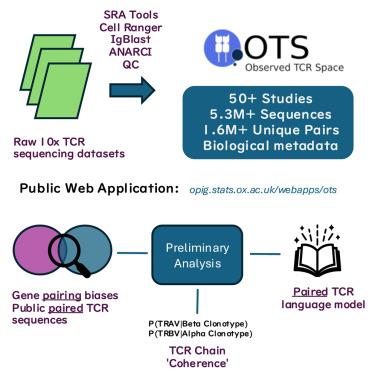 The Observed T Cell Receptor Space database enables paired-chain repertoire mining, coherence analysis, and language modeling.