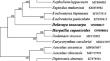 The complete chloroplast genome sequences of Delavaya toxocarpa and Harpullia cupanioides (Dodonaeoideae, Sapindaceae)